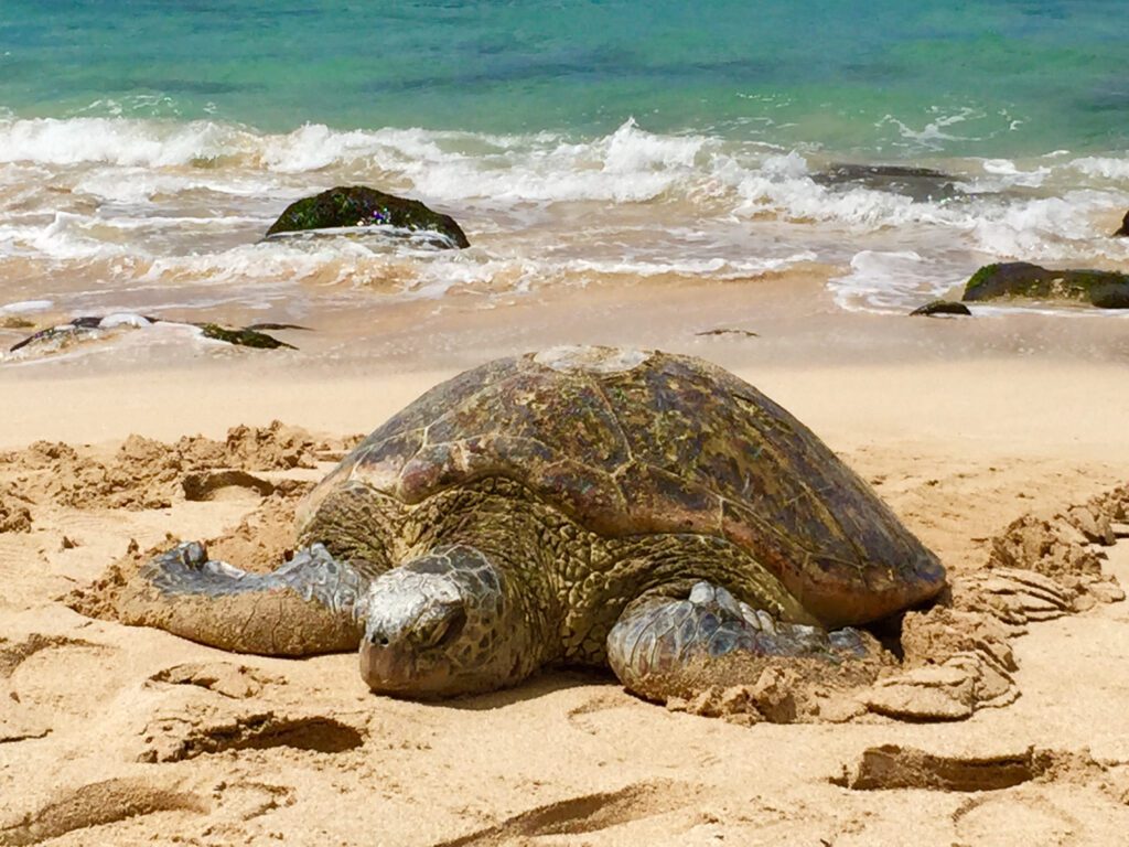 sea turtles at hualalai resort